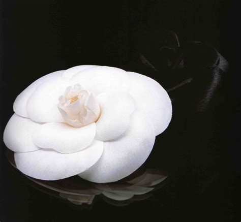 Chanel camelia flower